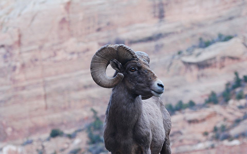 Example of a Ram looking into the distance