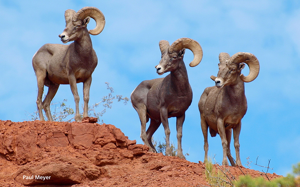 3 Rams standing next to each other
