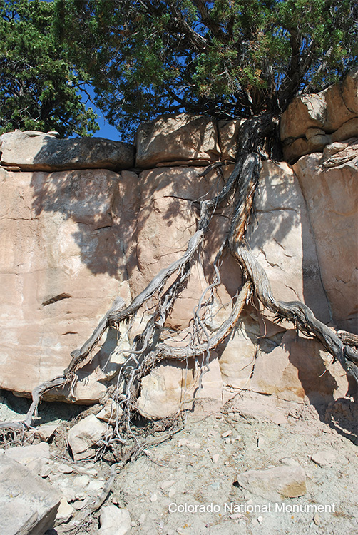 Example of Plant Uptake - Image of tree roots sticking out of rock and into the surrounding ground