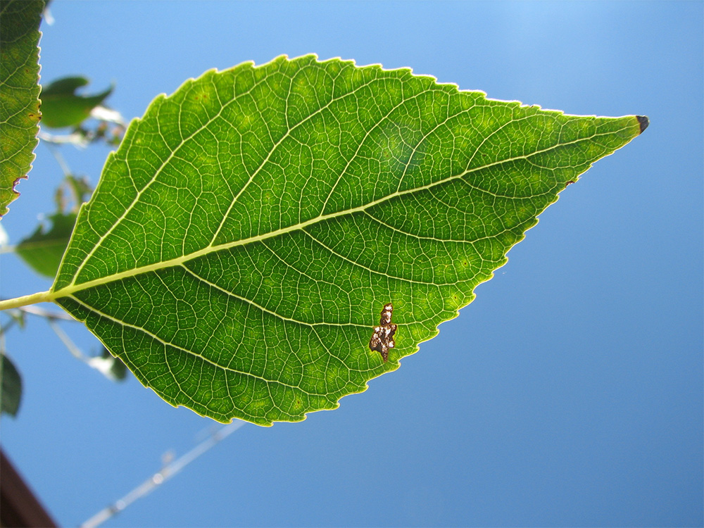 Example of Transpiration - Image of a leaf close up