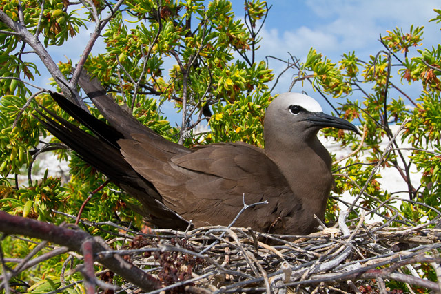 A brown bird with a dark tail and white top of the head sits on a nest of sticks in the shrubs.