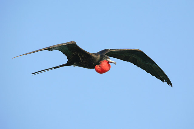 A large black bird flying, with a long slender tail and broad wings. A bright red throat pouch is inflated under its chin.