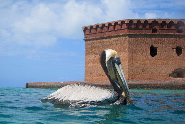 A large bird floats in front of a brick fort. A grey/brown pelican with yellow on the top of its head. The long pointed beak squashes the throat pouch against its neck.