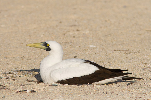 A white goose-sized bird with a yellow to charcoal beak sits on the sandy beach. Dark brown feathers outline the bottom edge of the wings and tail.