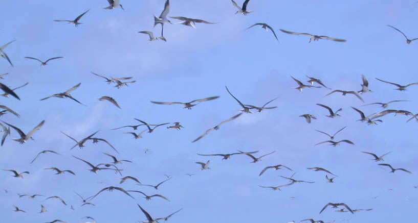Blue sky filled with flying sooty terns.