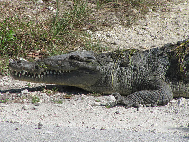 A dark grey crocodile lies with this mouth slightly open.