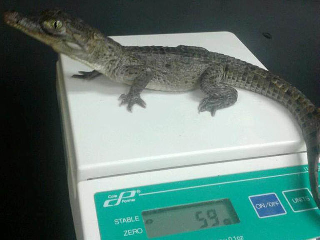 A baby crocodile sits on a scale.