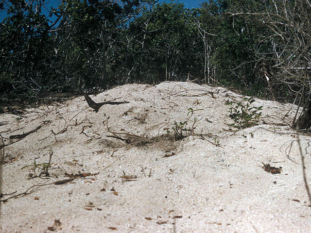 A sandy pile imbedded with some sticks sits in front of a green shrubs and trees.