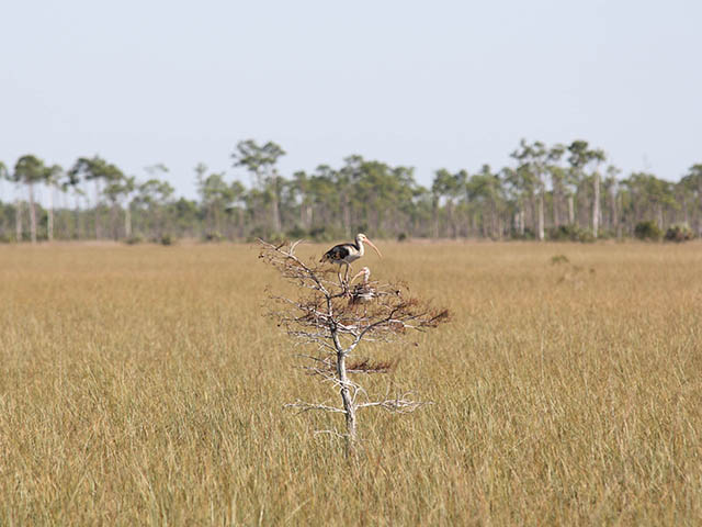 An ibis perched on a dormant tree amidst a vast expanse of golden wetland grasses.
