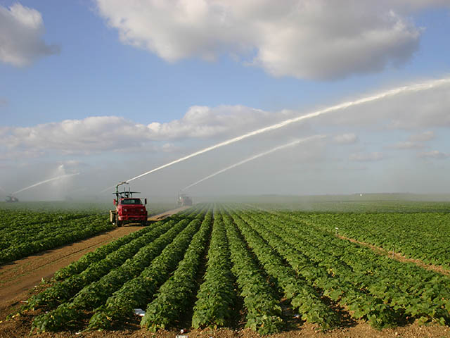 A landscape of green agricultural plants in rows being watered by several large wheeled mechanized sprayers shooting water hundreds of feet.