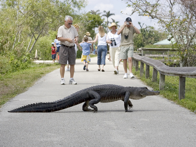 An alligator crosses a paved path in front of visitors.