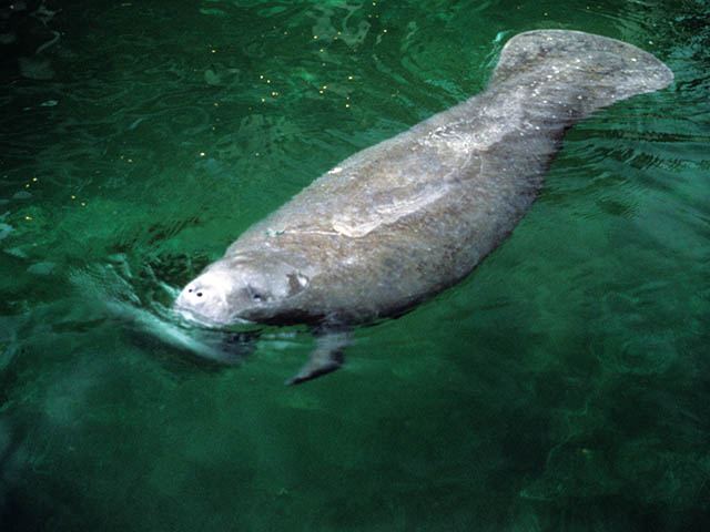 A mottled grey manatee lifts its nostrils above the greenish water surface.