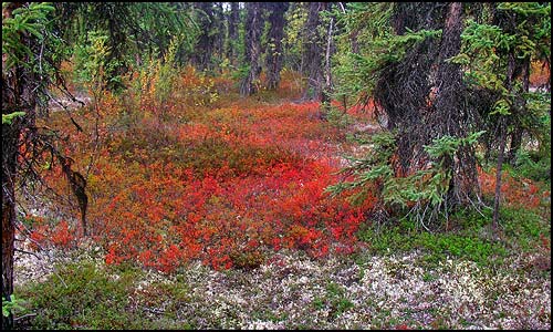White lichen, green Labrador tea and 
			other plants turned red by the fall carpet the forest floor.