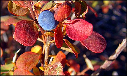 A blue berry is nestled among bright red leaves.