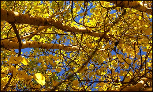 Looking up at bright yellow aspen leaves against a blue sky.