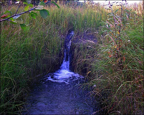 A small waterfall plunges over an old beaver 
			dam grown over with grass.