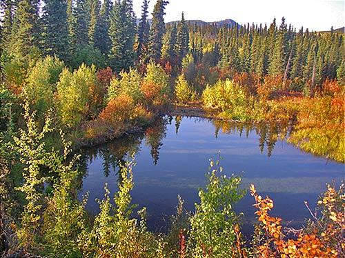 View looking down on a clear beaver pond behind a dam, surrounded 
			by spruce and birch forest.