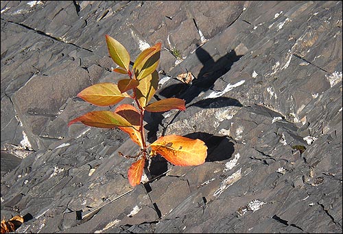 Closeup of a small cottonwood
			seedling growing out of the solid rock.