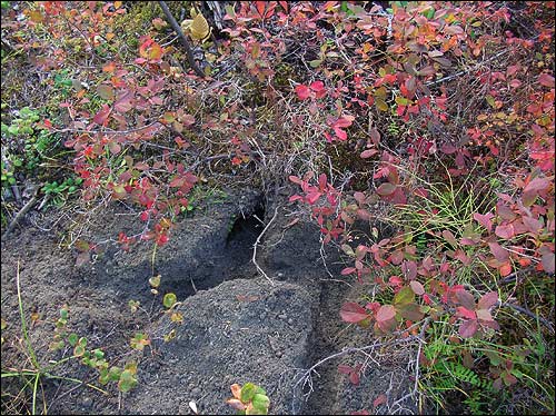 Tunnels and trails of lemmings closely spaced on the ground in the woods.