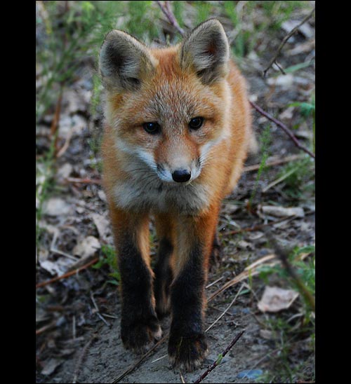 A red fox kit stares curiously at the camera.