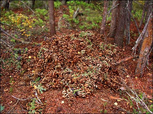 A large pile of spuce cones under one of the trees.