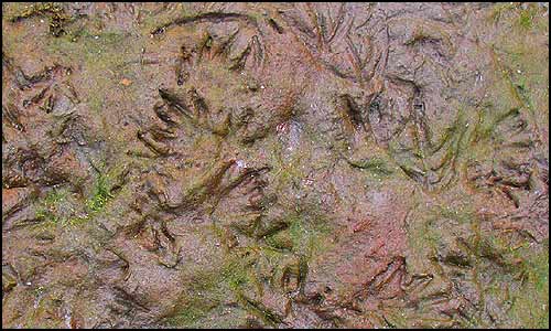 Many tracks of muskrats in the mud where they like to sit and eat.