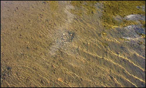 Moose tracks in the mud on the bottom of a 
			shallow clear stream.