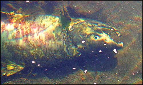 The remains of a dead salmon rest on the stream bed.