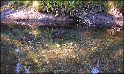 A salmon, with half his body exposed, swims up a shallow side stream to spawn.