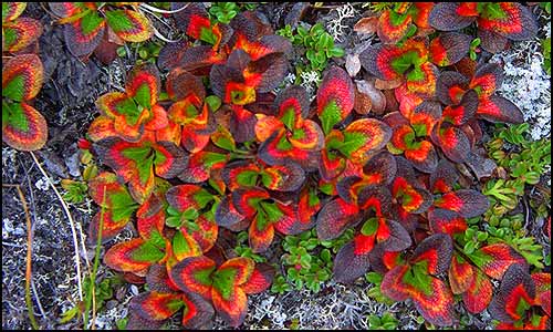 Bright leaves of ground plants light up the forest floor.
