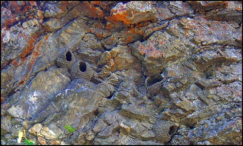 Swallow's nests built of mud and shaped like gourds
		are nestled in the craggy rock face.