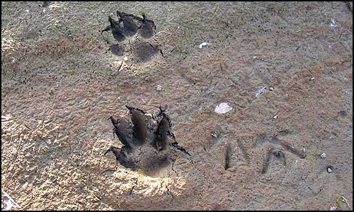 Fox tracks in the mud, along with many small bird prints.