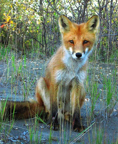 Red Fox