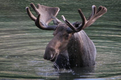 Moose