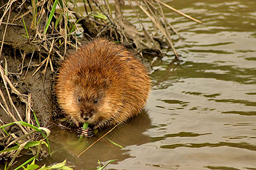 Muskrat