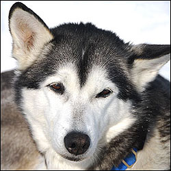 Photo of sled dog Chica