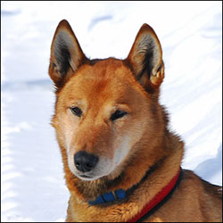 Photo of sled dog Comatose