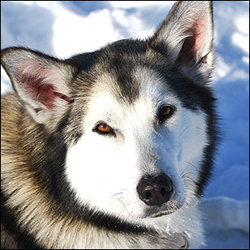 Photo of sled dog Intia