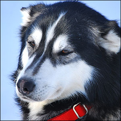Photo of sled dog Lorien