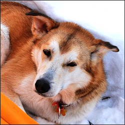 Photo of sled dog Mahal