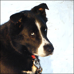 Photo of sled dog Mardil