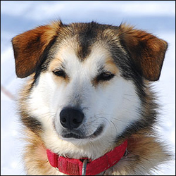 Photo of sled dog Nessa