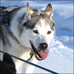 Photo of sled dog Toolik