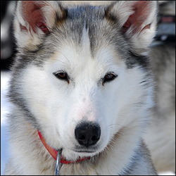 Photo of sled dog Twilight