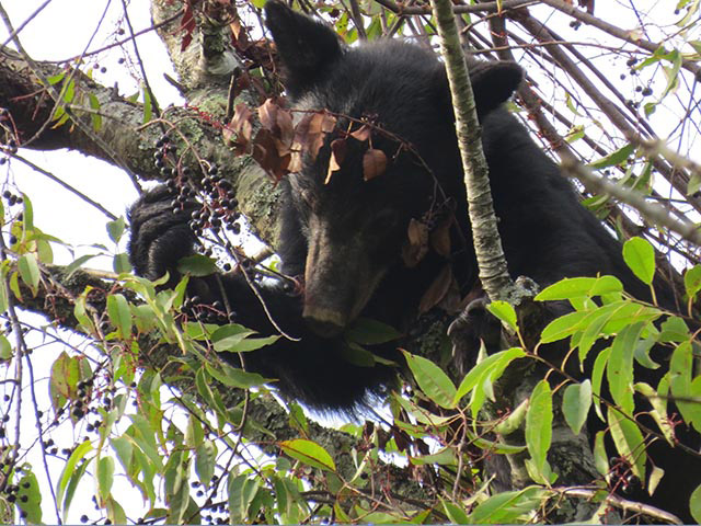 A black bear wrapped around a tree branch grabs tiny purple berries.