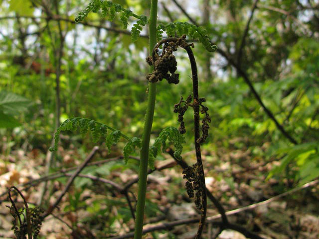 A short brown fern with a bent over head and wilted leaves.