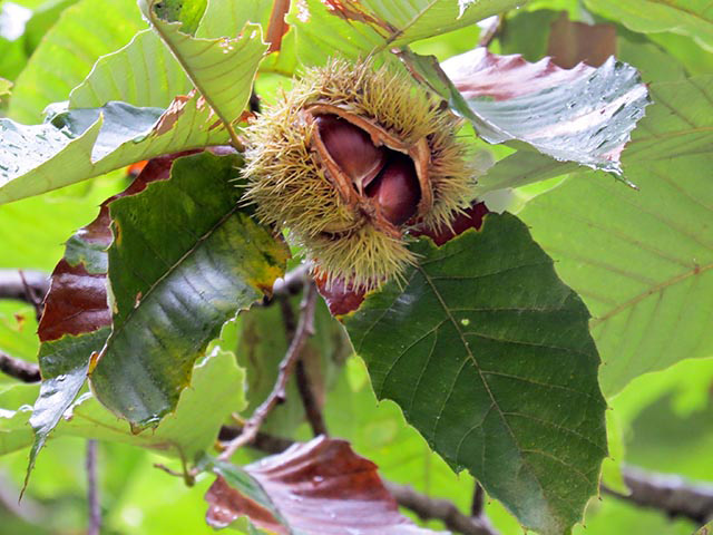 A close-up of an American chestnut leaves and with the fuzzy nut casing opening to show two nut halves inside.