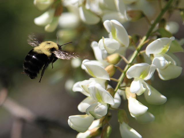 A close-up of a bumble bee approaching the white flowers on a locust plant.