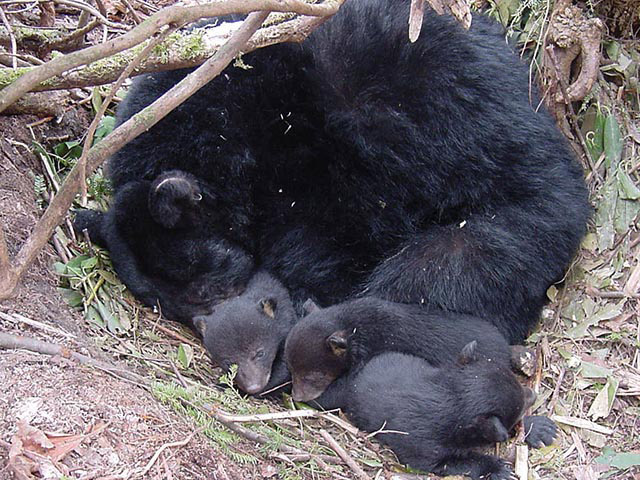 A mother black bear with three small cubs, curled up and sleeping outside their den.