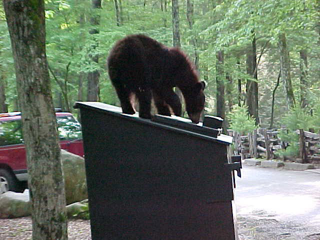 A black bear explores the top of a closed dumpster in a campground.